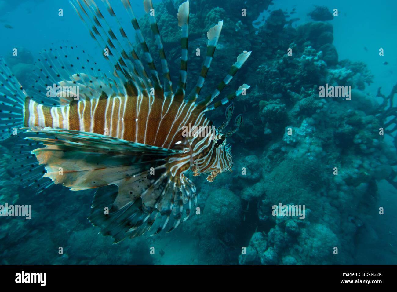 Un poisson-lion de la mer Rouge, des volitans ptériens nageant au-dessus du récif tropical avec de l'eau bleue en arrière-plan. Photo d'Egypte Banque D'Images