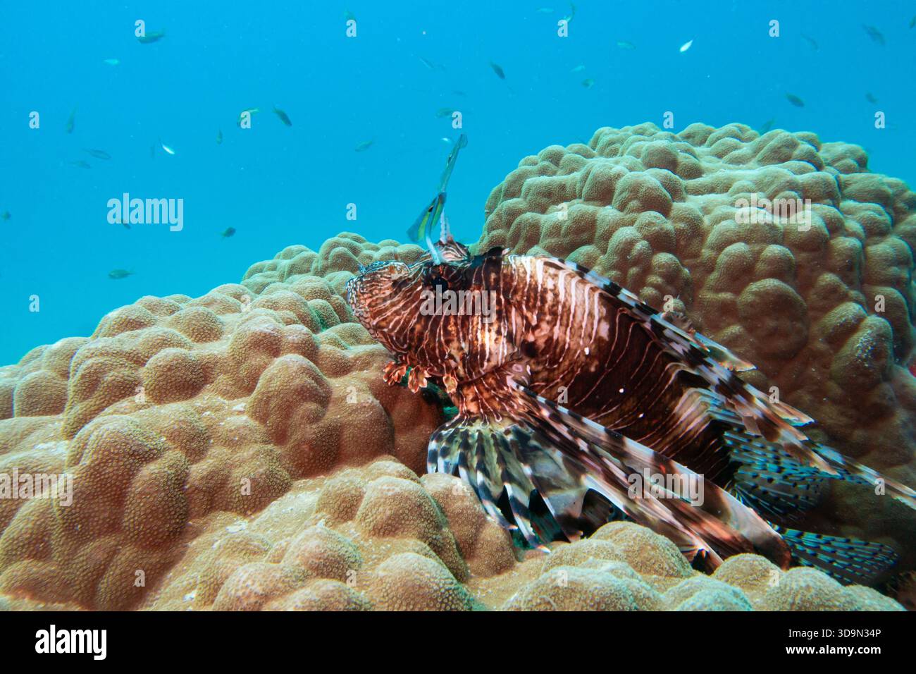 Un poisson-lion de la mer Rouge, des volitans ptériens nageant au-dessus du récif tropical avec de l'eau bleue en arrière-plan. Photo d'Egypte Banque D'Images