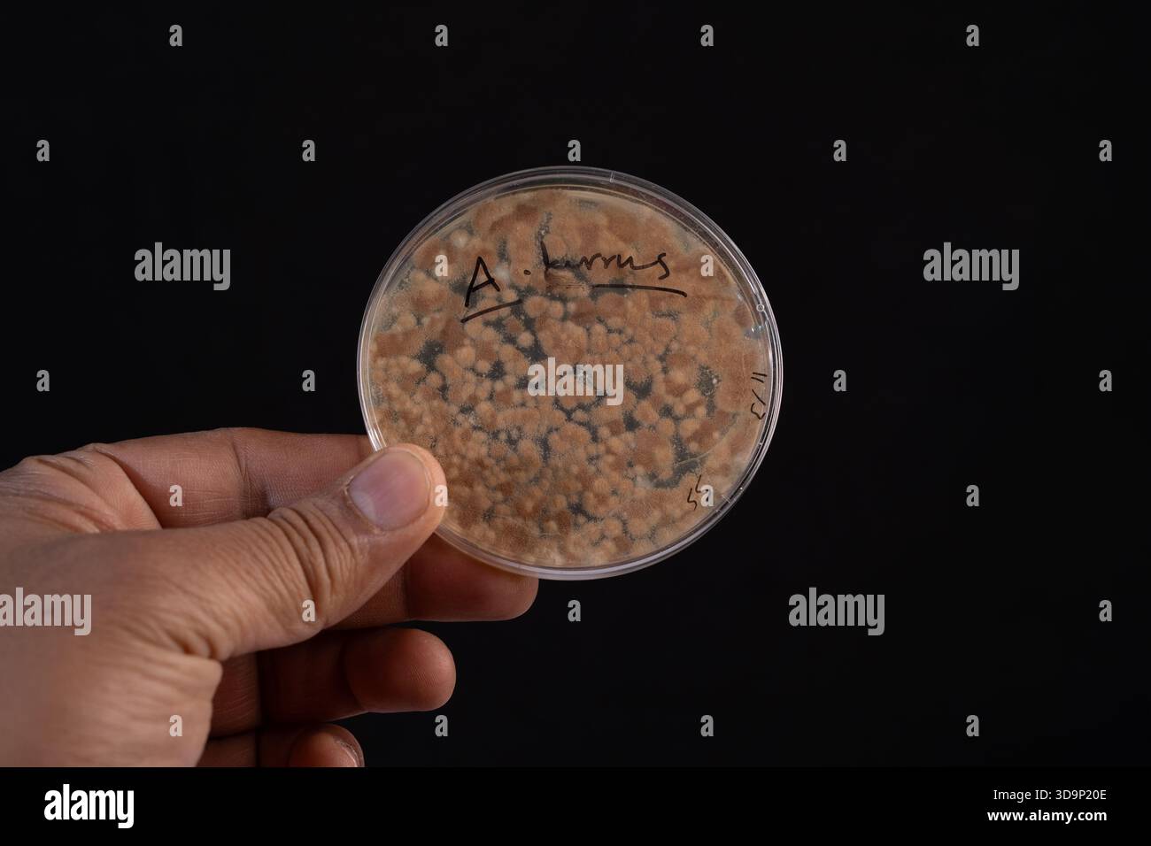 Vue macro de la croissance de colonies d'Aspergillus terreus dans une boîte de Pétri, mettant en évidence la morphologie fongique pour les études de mycologie. Banque D'Images
