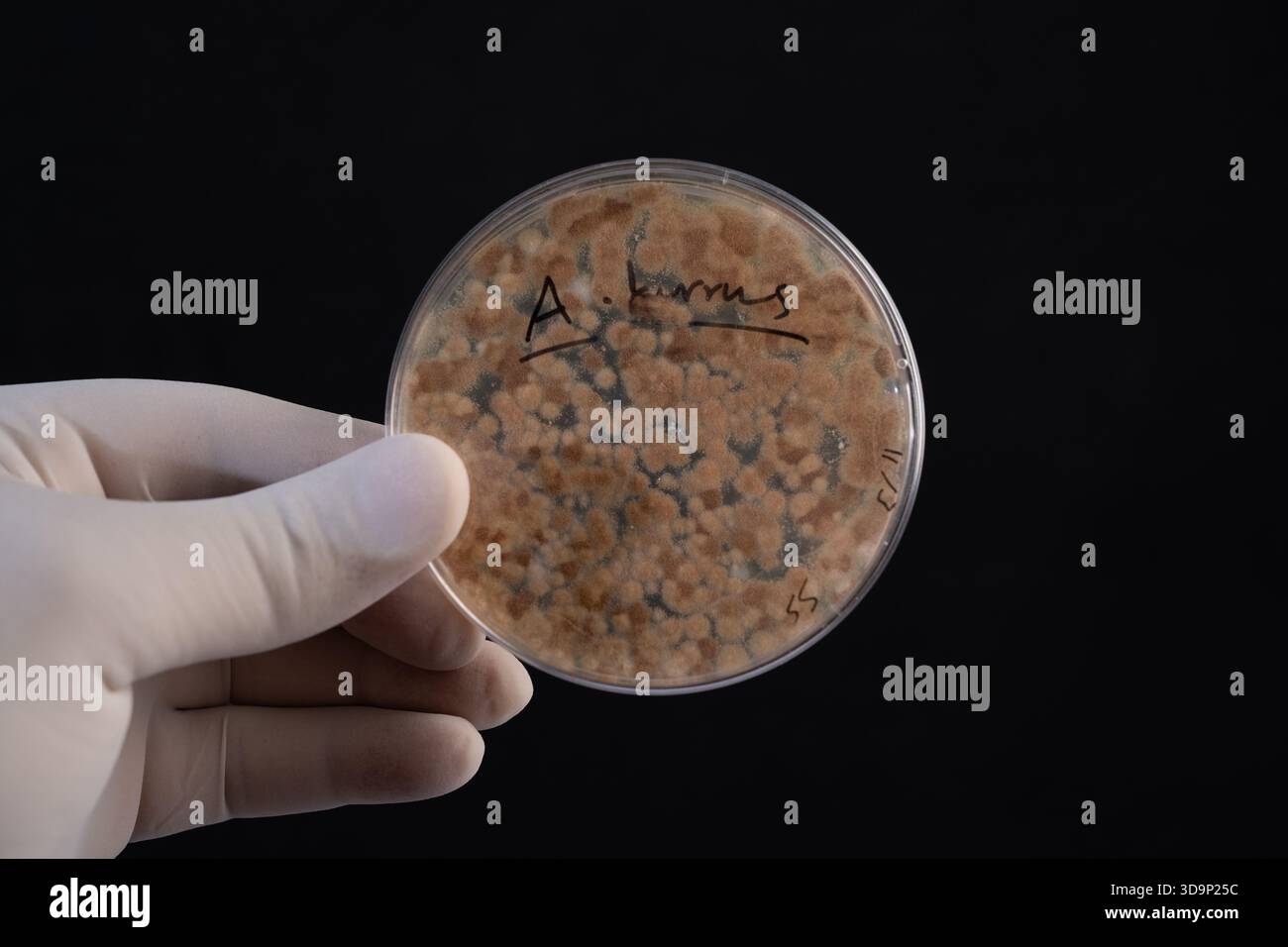 Vue macro de la croissance de colonies d'Aspergillus terreus dans une boîte de Pétri, mettant en évidence la morphologie fongique pour les études de mycologie. Banque D'Images