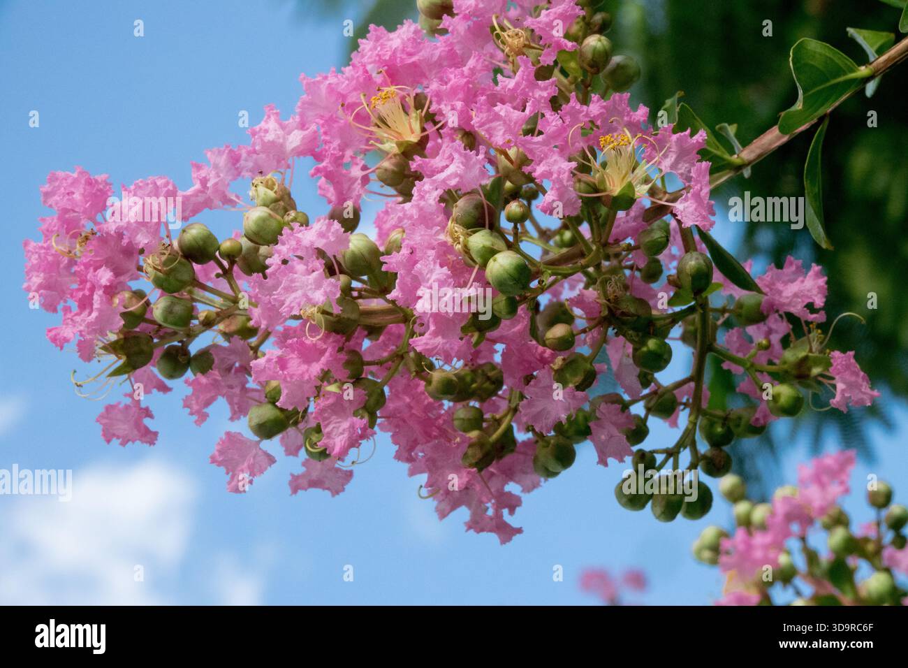 Lagerstroemia indica fleurs roses myrte crêpe Banque D'Images