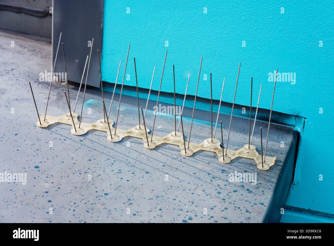Une bande en plastique munie de longues pointes métalliques repose sur un sol noir contre un mur bleu conçu pour dissuader les oiseaux de se poser sur les fenêtres ou le rebord du toit Banque D'Images