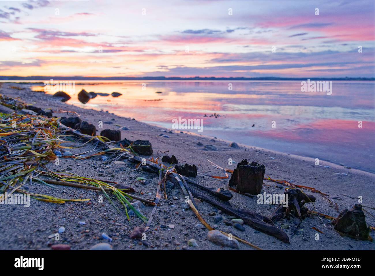 Des poteaux de brise-lames en bois se dressent sur la plage à marée basse parmi les algues et les pierres dispersées. Le ciel et l'eau reflètent les tons bleus violets et le rivage tranquille Banque D'Images