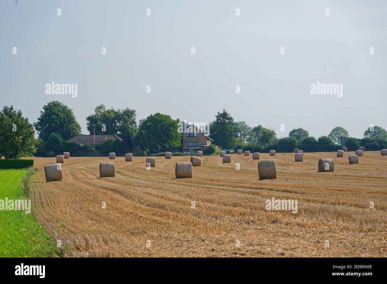 À travers un champ de blé sec, les tiges courtes s'élèvent de dix à vingt centimètres, et les balles rondes reposent en lignes égales. La mise en page ordonnée, la couleur chaude, et horiz ouvert Banque D'Images