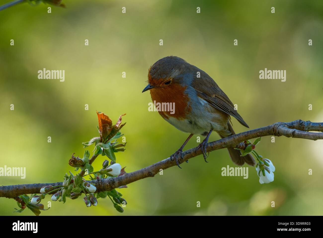 Robin européen (Erithacus rubecula) perché sur une branche de printemps fleurie au quai de Dapdune sur la rivière Wey navigation à Guildford, Surrey, Angleterre Banque D'Images