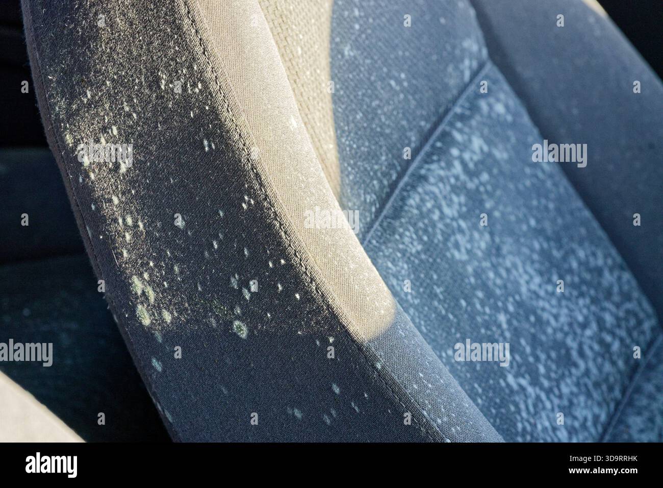 De l'air humide est entré par la fenêtre brisée et le siège en tissu montre des taches de moisissure, des taches grises et vertes réparties sur le coussin, le nettoyage et le dr. Banque D'Images