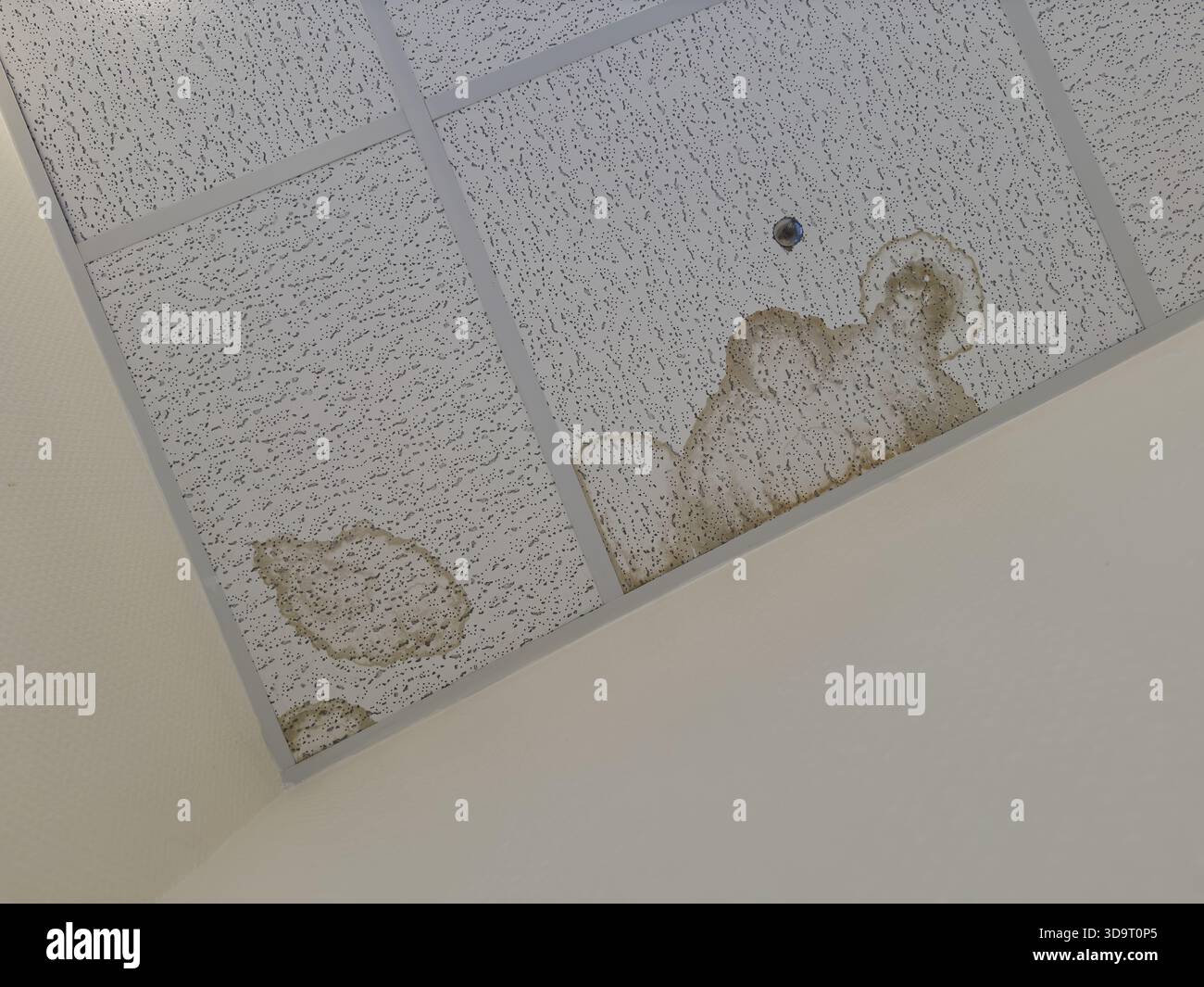 Une vue rapprochée d'un plafond endommagé par l'eau, montrant des taches brunes et une décoloration sur les carreaux. La texture des carreaux de plafond est visible, avec Banque D'Images