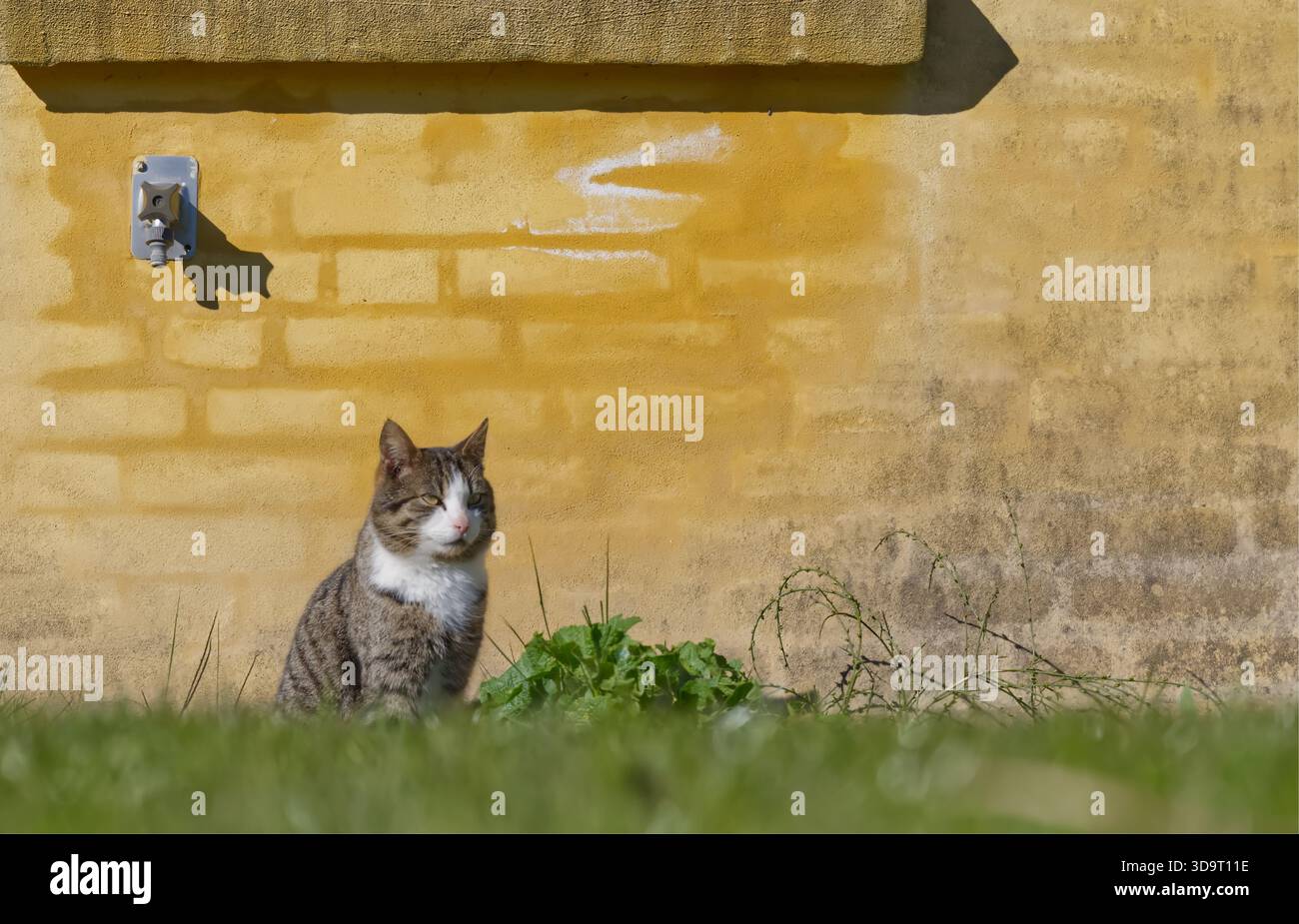 Un chat assis devant un mur jaune, avec de l'herbe verte et des plantes au premier plan. Le chat a une posture détendue et semble profiter du s. Banque D'Images