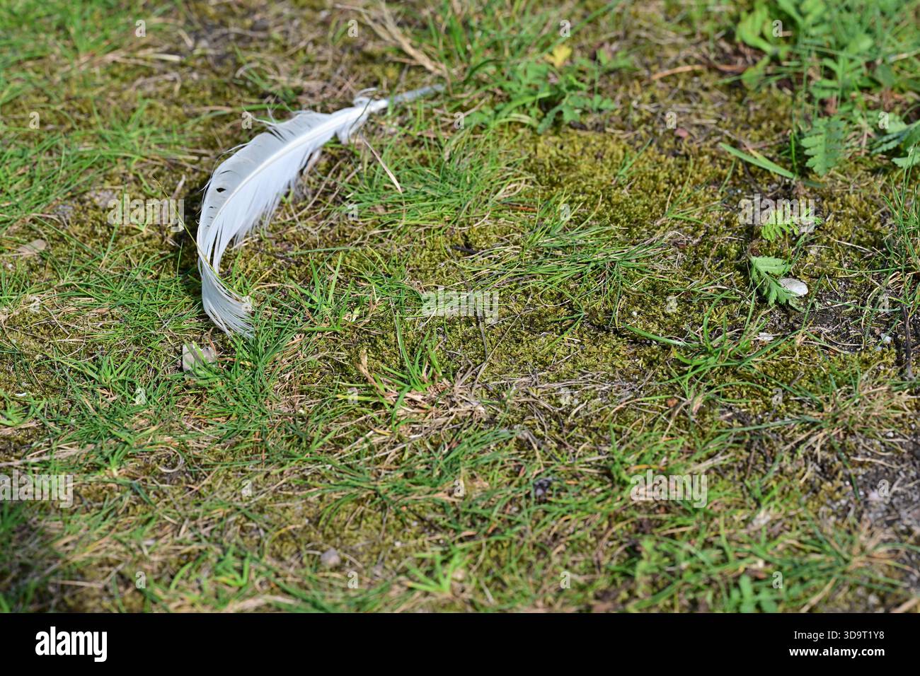 Une plume blanche unique reposant sur une parcelle d'herbe verte et de mousse, entourée de petites plantes et de couverture naturelle du sol. Banque D'Images