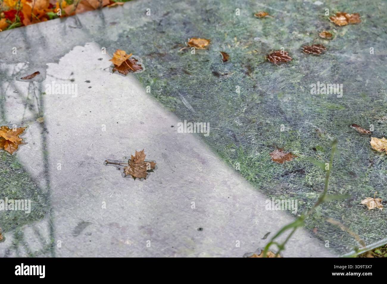 Une vue rapprochée d'une surface humide avec des feuilles tombées et une texture moussue. L'image capture le contraste entre les zones lisses et texturées, showca Banque D'Images