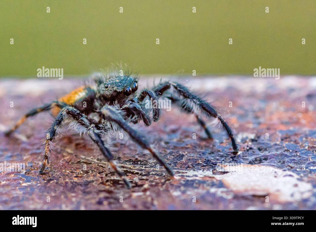 Vue macro d'une araignée sautant sur une écorce texturée, montrant les yeux, les poils et le détail du corps. Banque D'Images