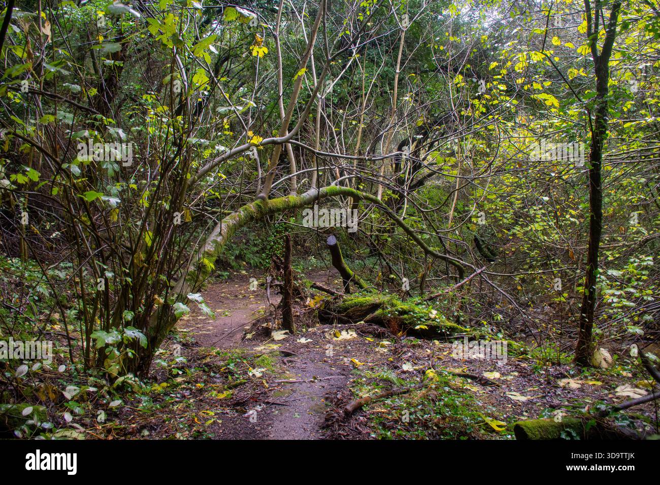 Sentier forestier envahi par les branches tordues et les grumes tombées : un sentier isolé et mystérieux dans un bois dense et feuillus dans le Transitio automne/hiver Banque D'Images