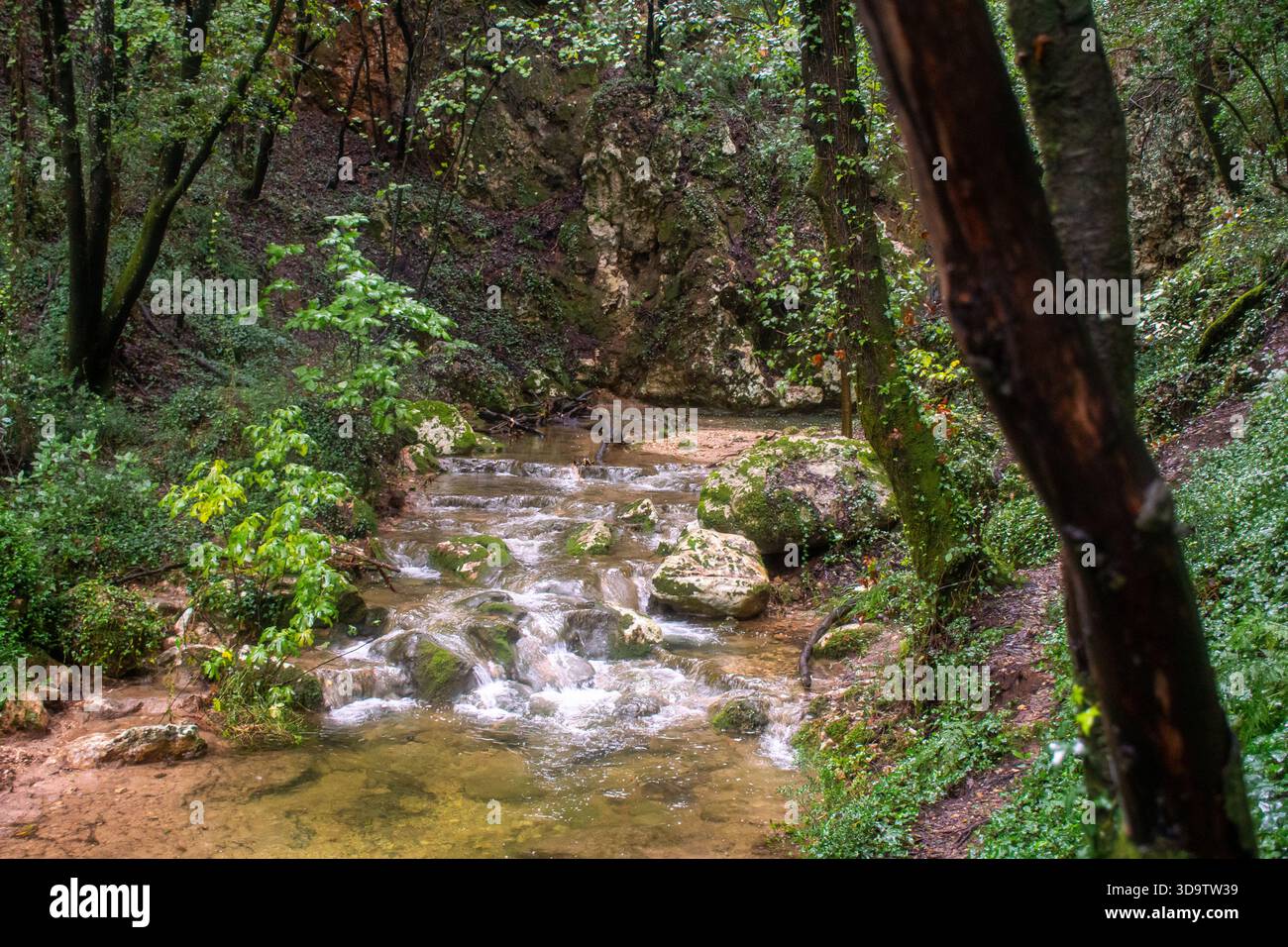 Ruisseau forestier paisible en cascade au-dessus de rochers couverts de mousse : eau claire et peu profonde coulant à travers un bois feuillus dans la lumière du début de l'automne. Banque D'Images