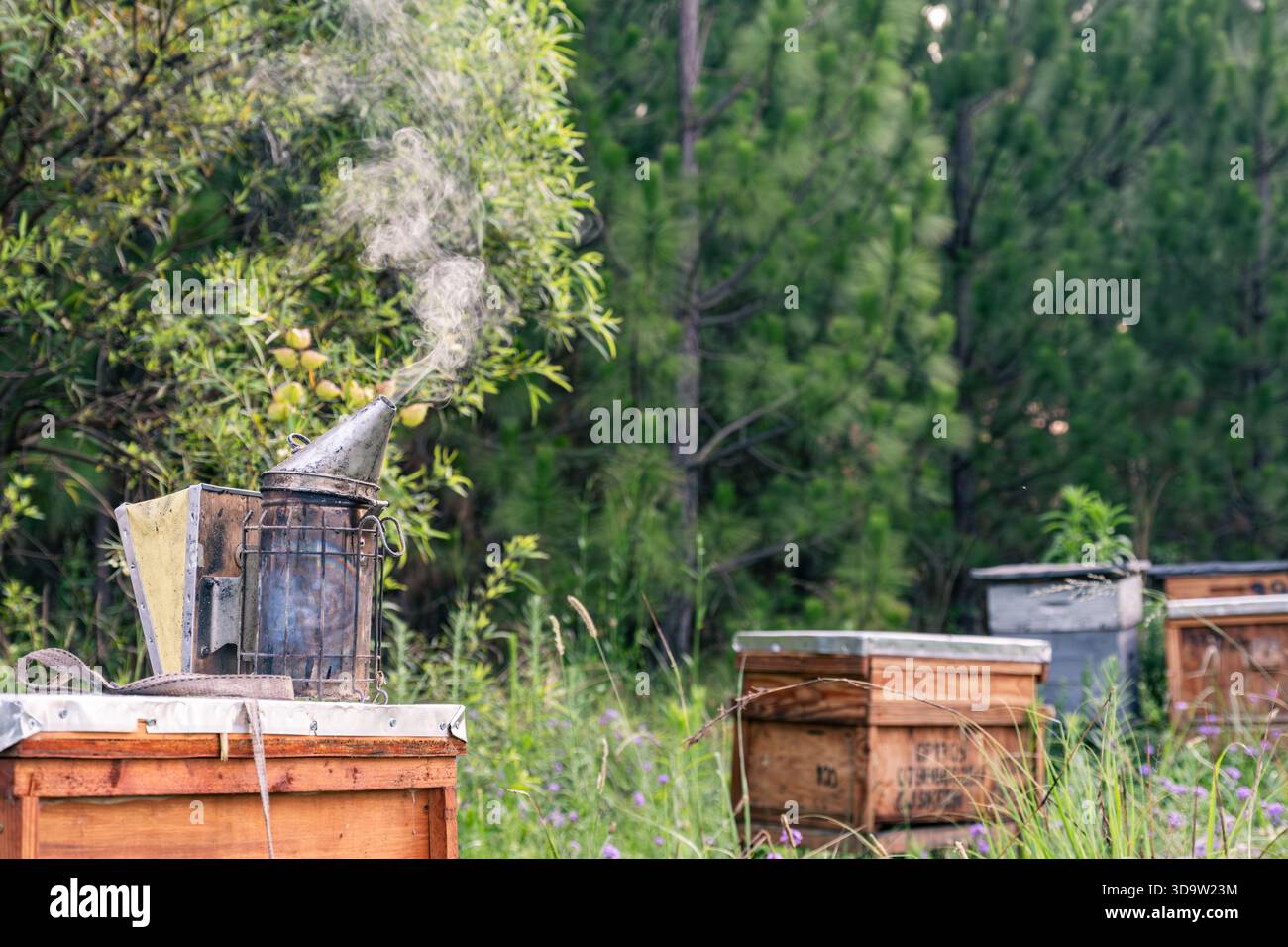 Fumeur d'abeille debout dans un champ de rucher laissant sortir la fumée dans la lumière tôt le matin Banque D'Images