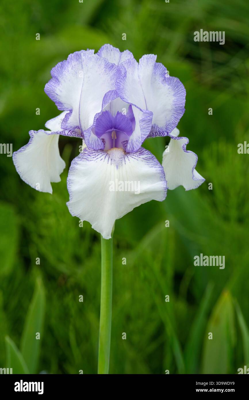 Glaçage à l'iris Violet, grandes barbes, fleurs principalement blanches mouchetées, bordées de violet clair. Chutes striées de violet Banque D'Images