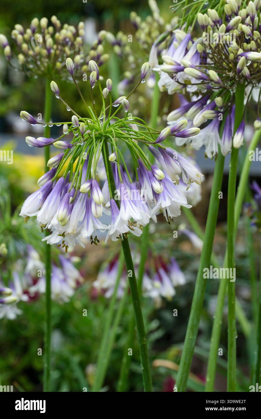 Agapanthus Fireworks, African Lily Fireworks, Agapanthus Mdb001, ombrelles, bicolore, pendants, fleurs en forme de trompette, blanc, pointes de pétales évasées, purpl Banque D'Images