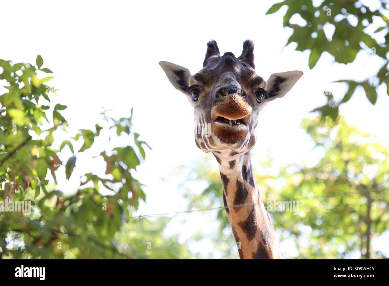 Gros plan en bas angle d'une curieuse girafe réticulée au zoo de Budapest à Budapest, Hongrie Banque D'Images