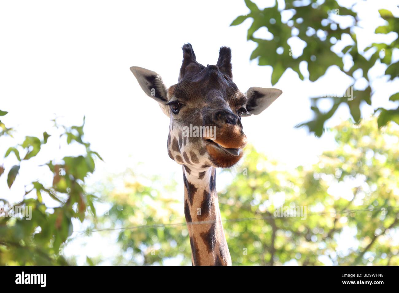 Gros plan en bas angle d'une curieuse girafe réticulée au zoo de Budapest à Budapest, Hongrie Banque D'Images