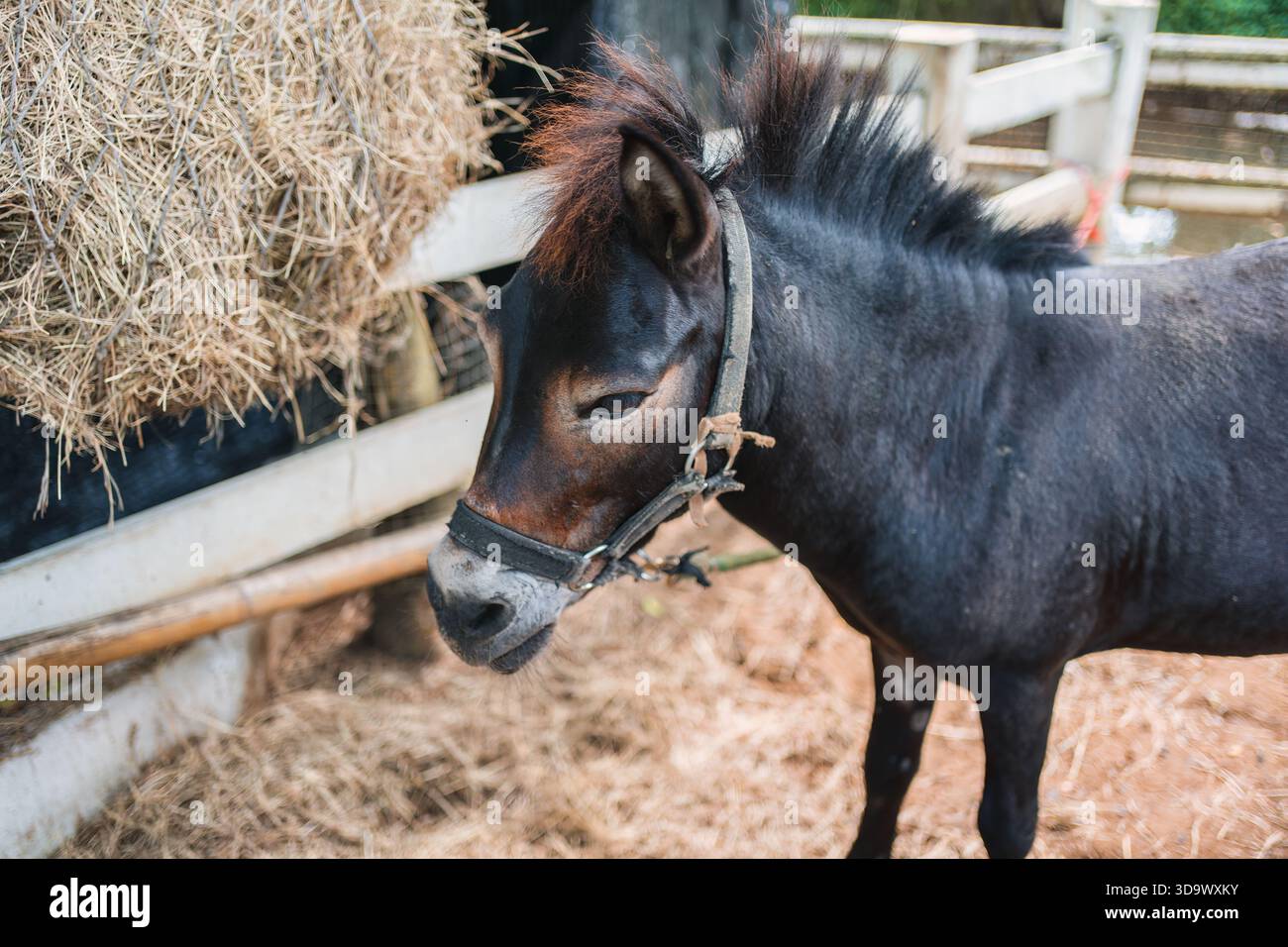 Gros plan poney noir ou petit cheval dans une écurie en bois près de la balle de foin à la ferme rurale Banque D'Images