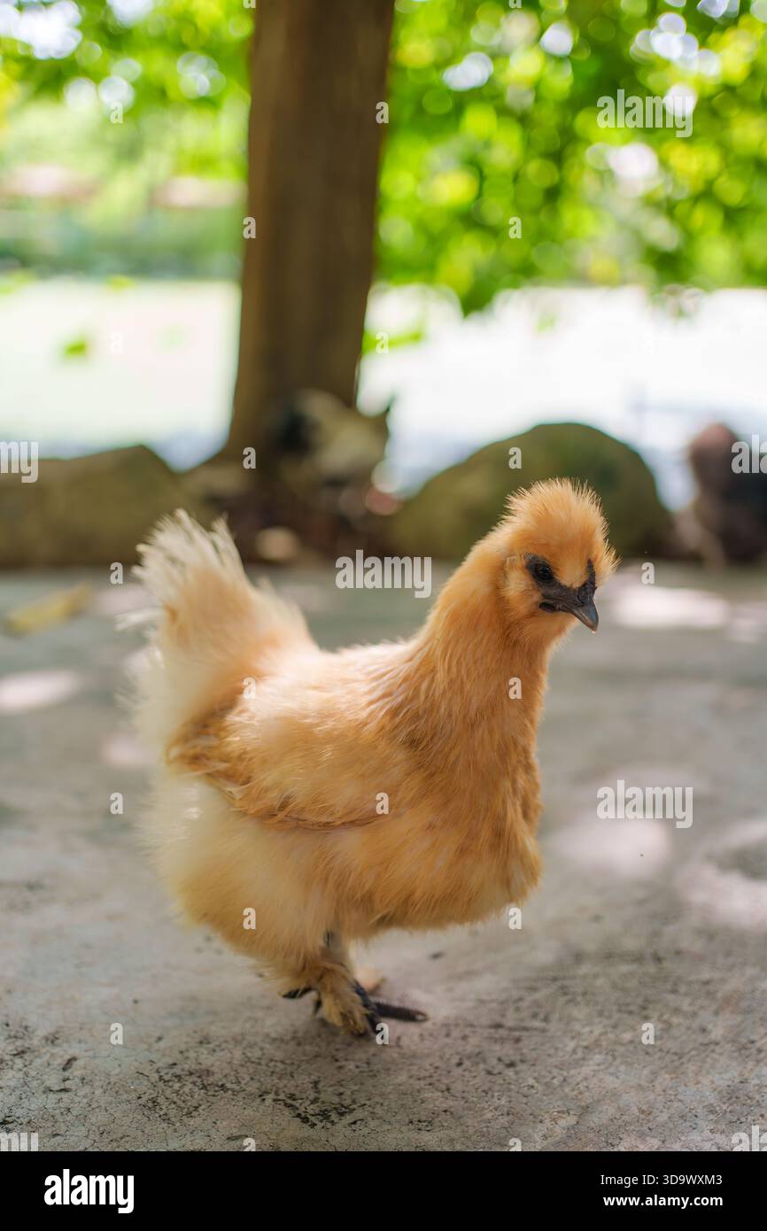 Poulet soyeux moelleux ou poulet de soie chinois errant librement dans le jardin sur les terres agricoles Banque D'Images