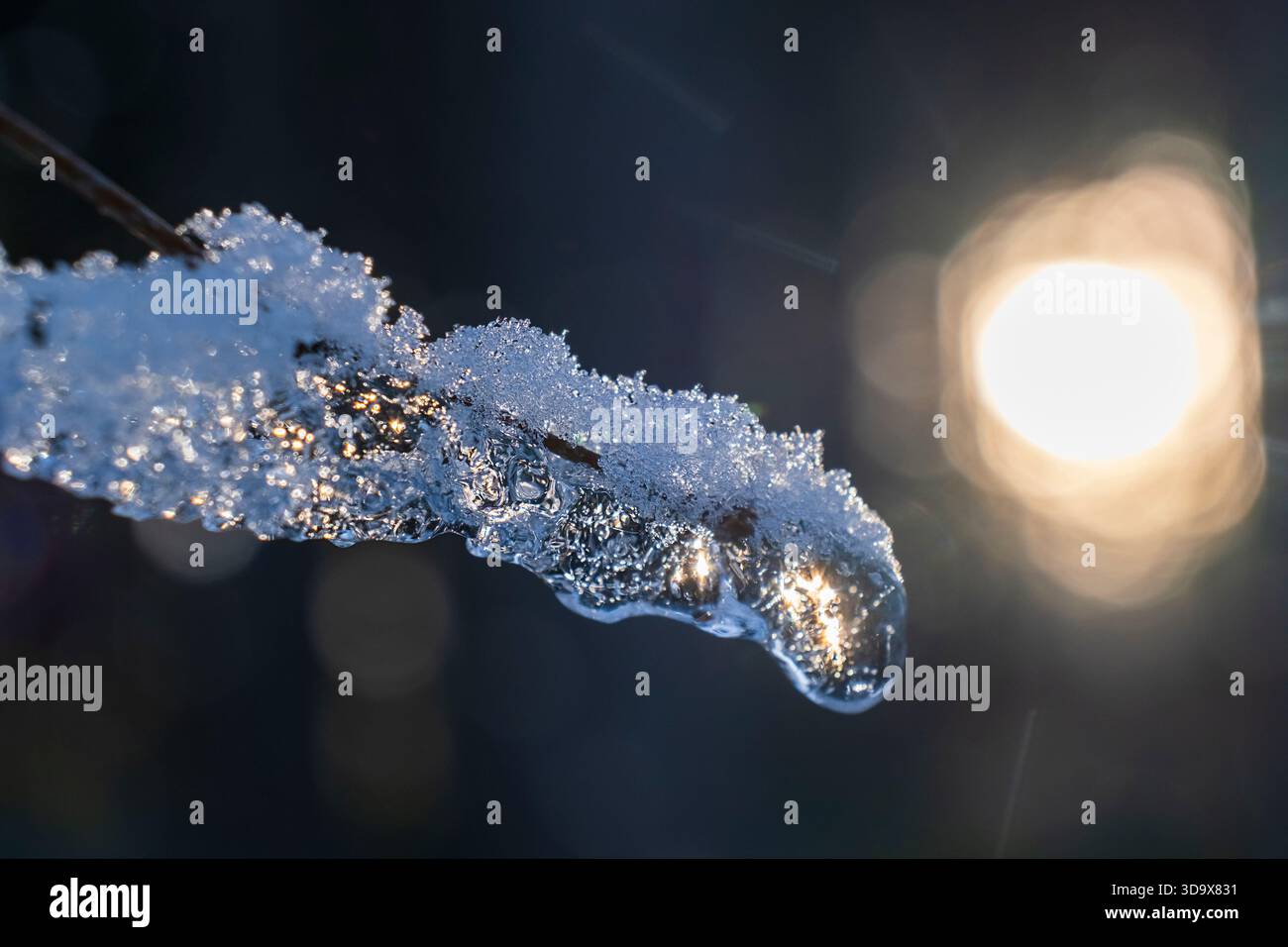 Macro de cristaux de glace et de givre enneigée scintillant tandis que le soleil illumine une brindille gelée Banque D'Images