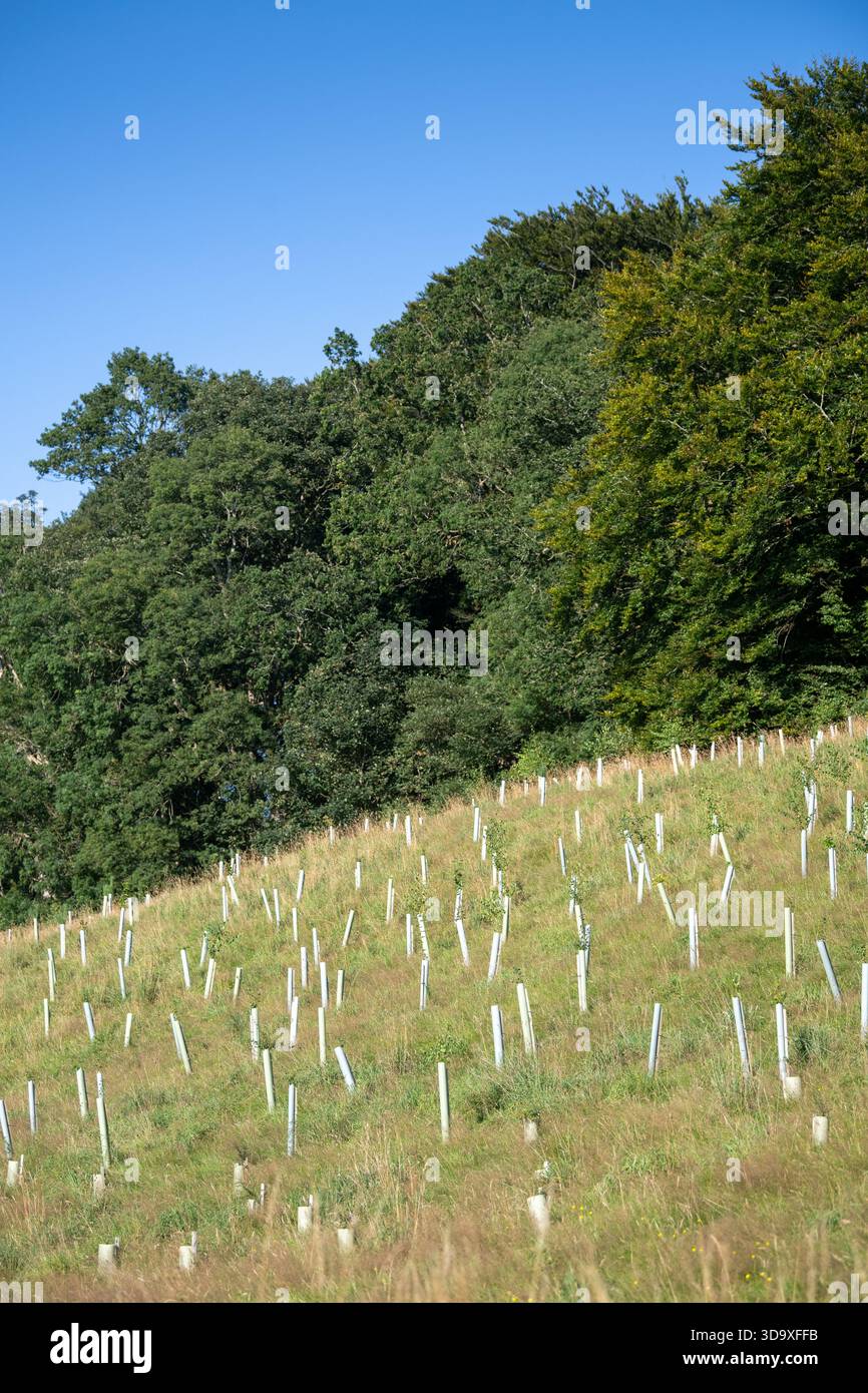 Pâturage sur le bord de la forêt établie nouvellement planté avec de nouveaux arbres. Moffat, Écosse, Royaume-Uni. Banque D'Images