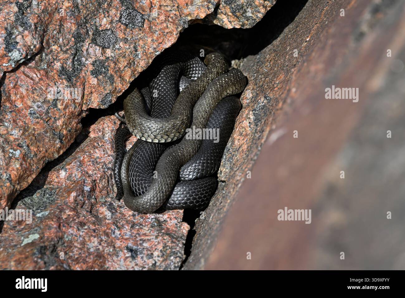 Groupe de serpents d'herbe se prélassent et se réchauffent dans le crevise rocheux Banque D'Images