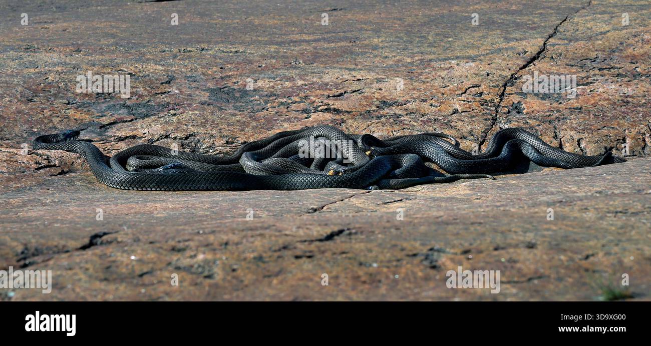 Groupe de serpents d'herbe se prélassent et se réchauffent sur la roche Banque D'Images
