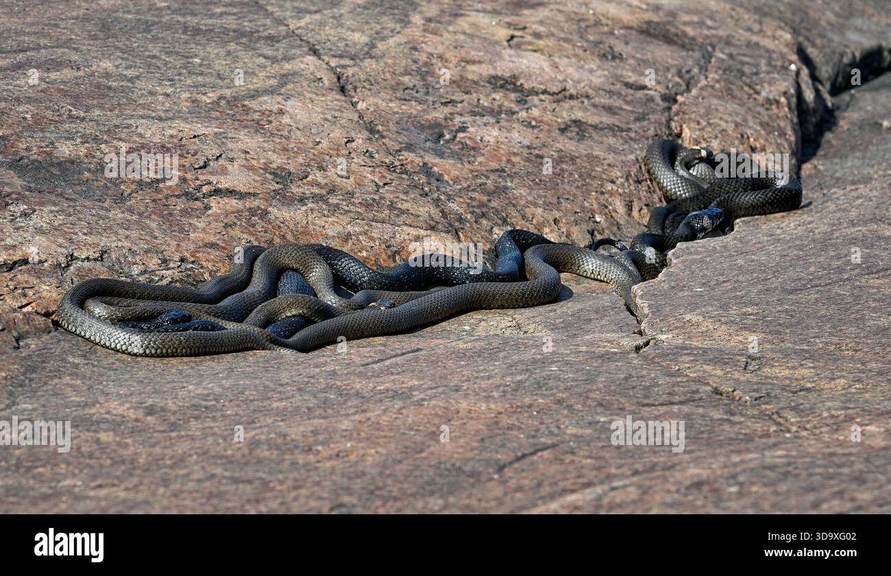 Groupe de serpents d'herbe se prélassent et se réchauffent sur la roche Banque D'Images