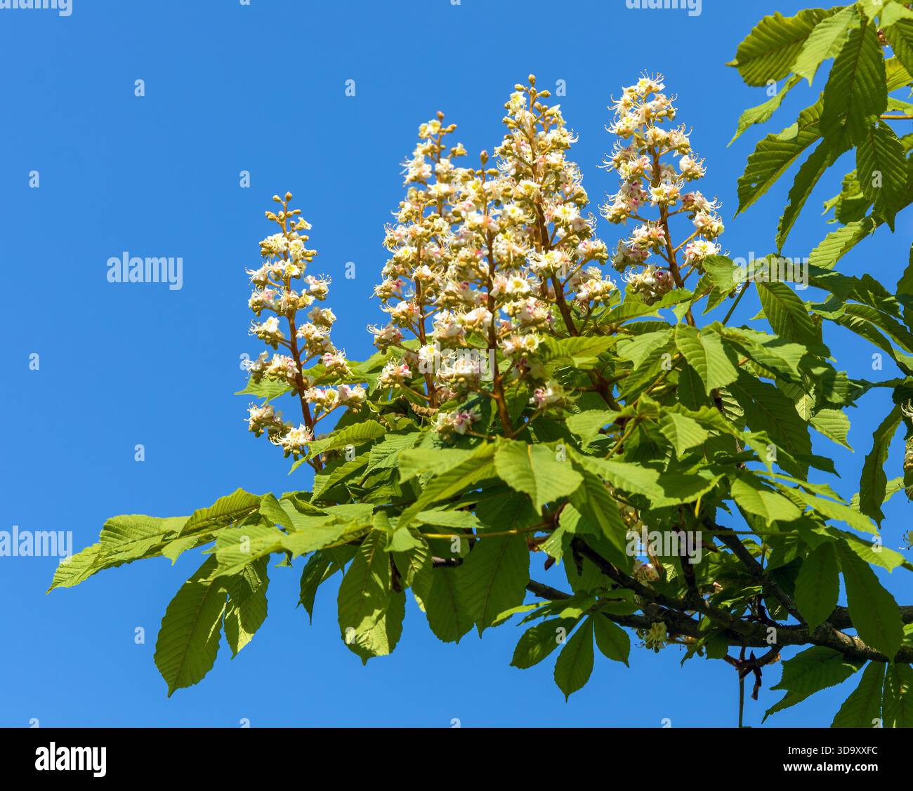 Fleurs de châtaignier de cheval en latin Aesculus hippocastanum également appelé châtaignier de cheval, marron de cheval européen, buckeye et conker arbre, isolé sur blu Banque D'Images