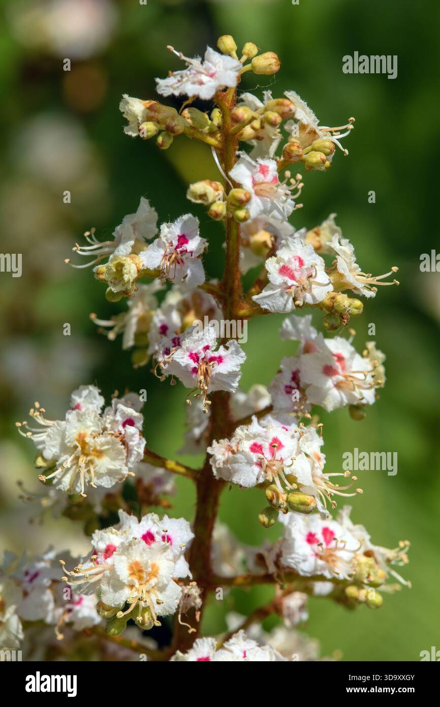 Fleurs de châtaignier de cheval en latin Aesculus hippocastanum également appelé châtaignier de cheval, marron de cheval européen, buckeye et conker arbre Banque D'Images