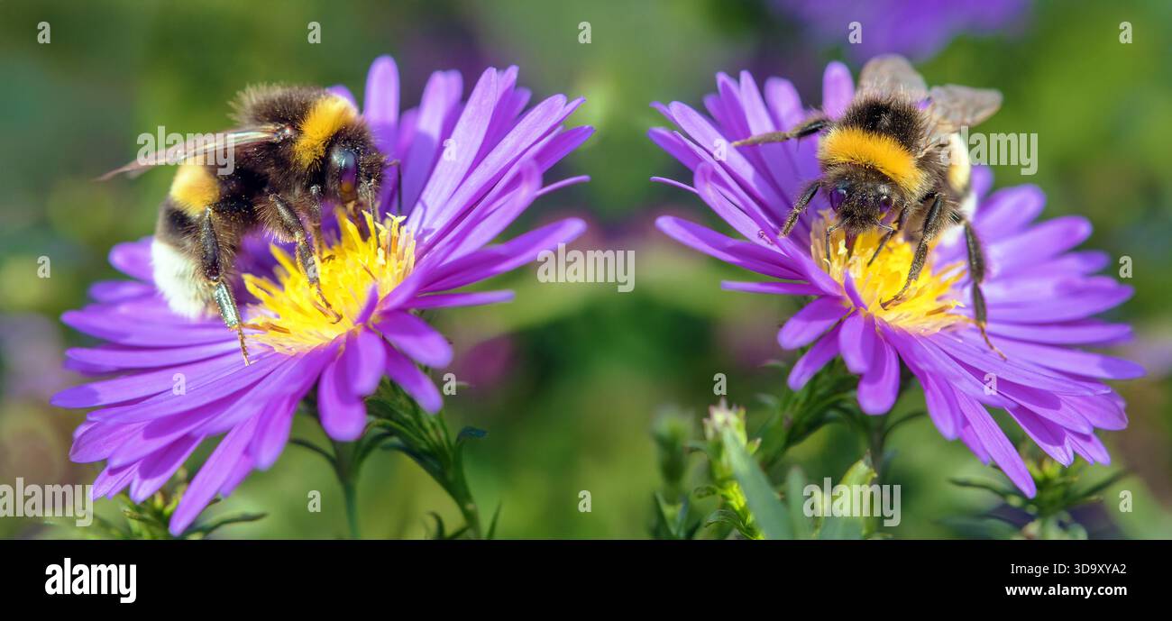Bombus terrestris, le bourdon à queue de chamois ou le grand bourdon de terre, deux bourdons assis sur deux fleurs bleues et jaunes Banque D'Images
