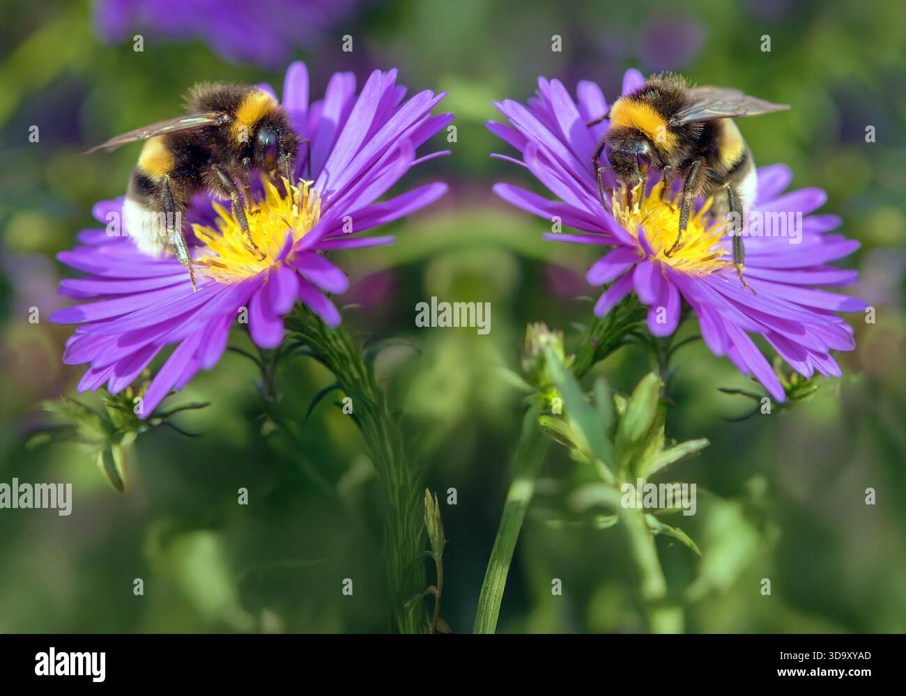Bombus terrestris, le bourdon à queue de chamois ou le grand bourdon de terre, deux bourdons assis sur deux fleurs bleues et jaunes Banque D'Images