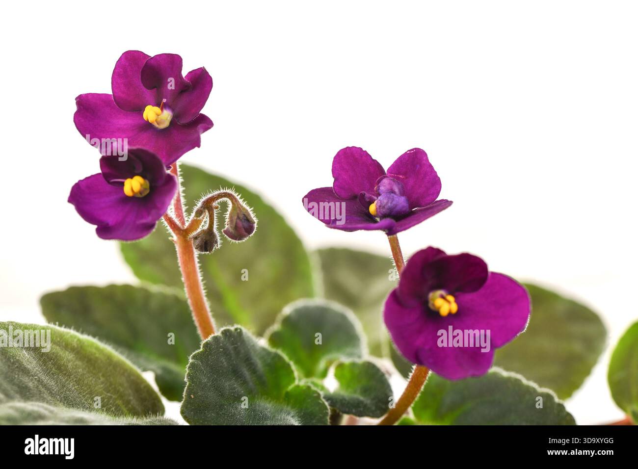 Un bouquet de fleurs violettes avec des centres jaunes. Les fleurs sont dans un pot et sont sur un fond blanc Banque D'Images