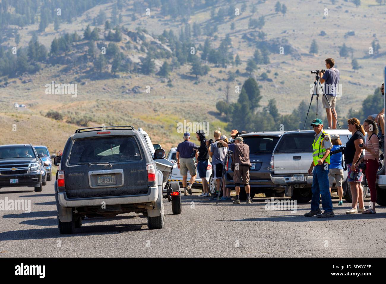Des gens et des voitures sur la route se sont arrêtés pour regarder bison, Lamar Valley, parc national de Yellowstone, Wyoming, États-Unis Banque D'Images