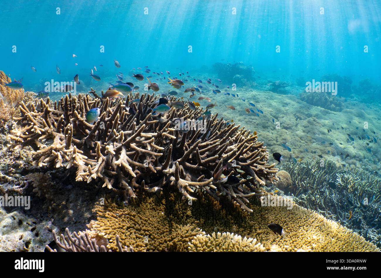 Tête de corail ramifiée dans les eaux peu profondes avec de petits poissons tropicaux et des rayons du soleil coulant, parc national de Komodo, Indonésie, océan Pacifique Banque D'Images