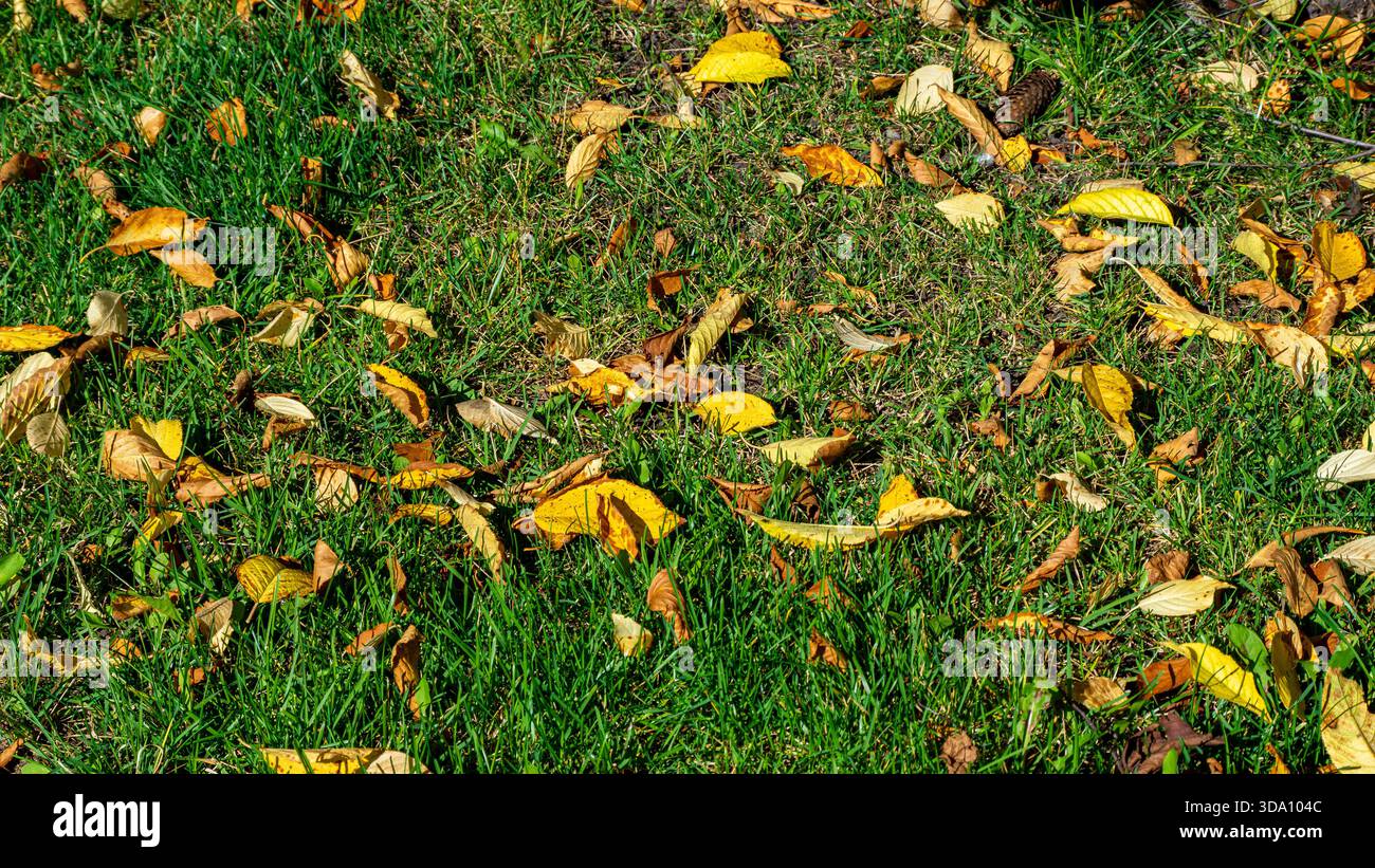 Gros plan à angle bas de litière de feuilles sur l'herbe vivante montrant le contraste saisonnier et la décomposition naturelle, mise au point sélective Banque D'Images