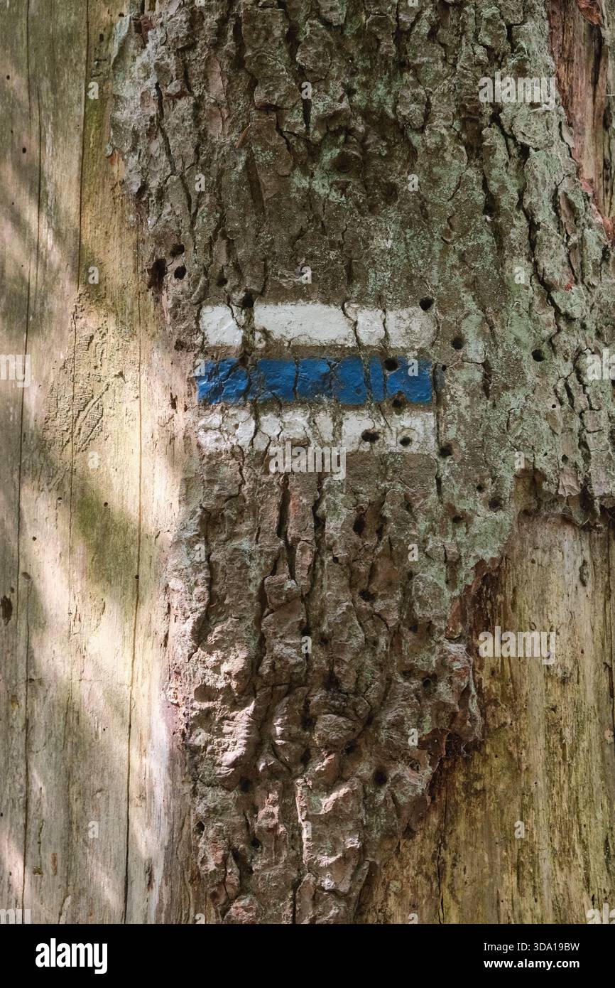 Old Bark Tree Trail Marker bleu Banque D'Images