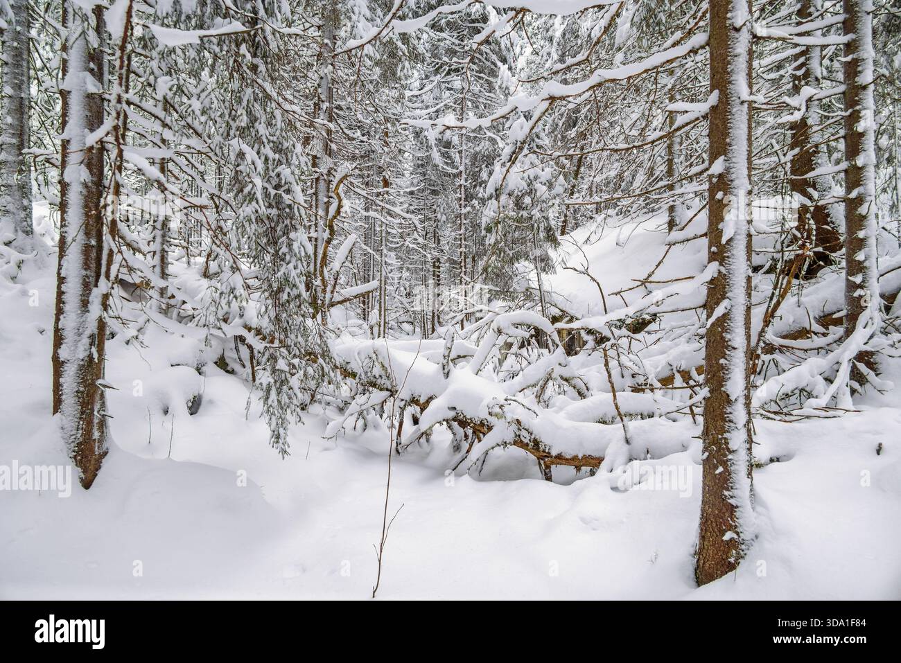 Arbre tombé dans un ravin enneigé dans une vieille forêt de croissance Banque D'Images