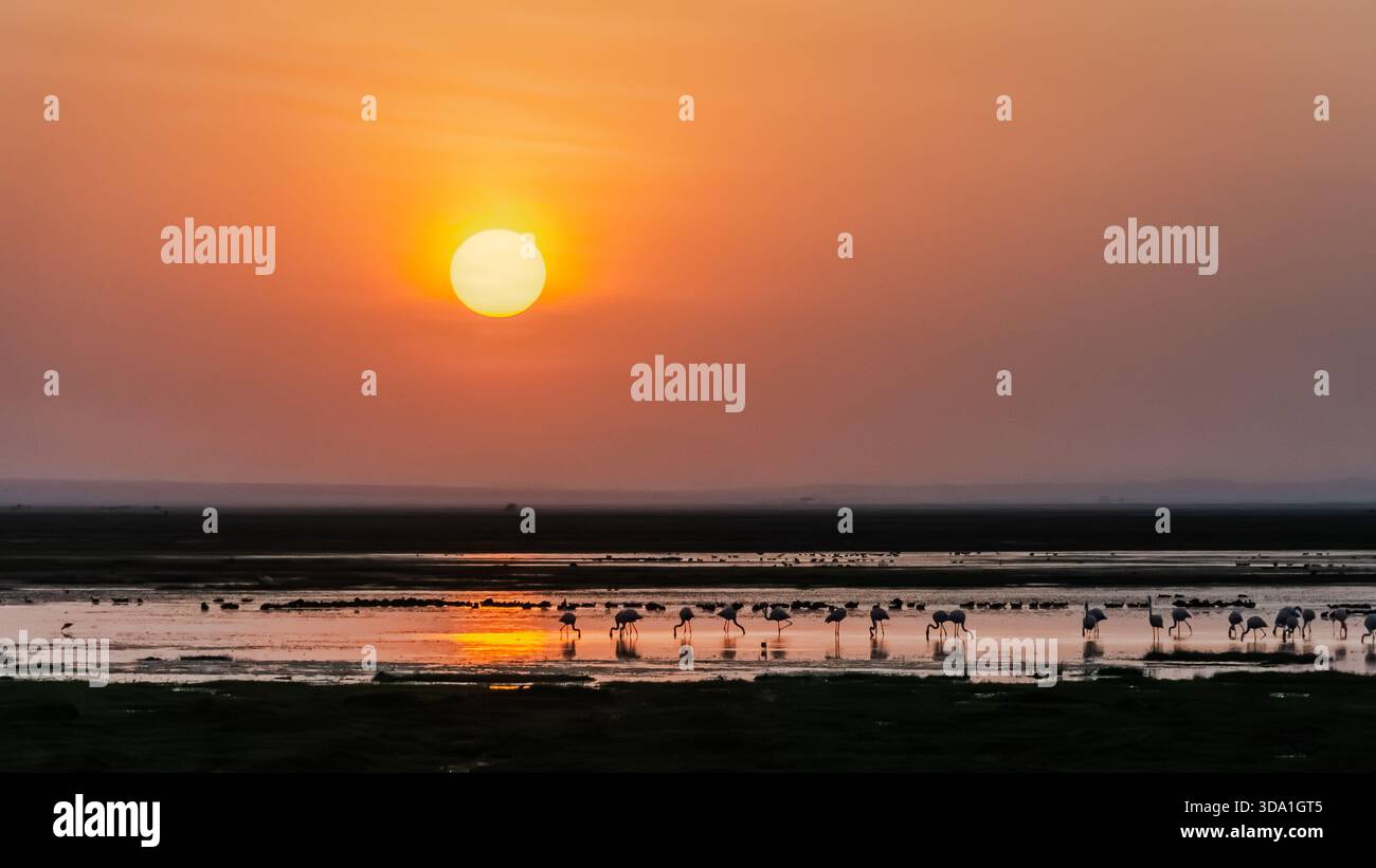 Les cuissardes se nourrissent au coucher du soleil. L’Afrique de l’est et surtout Amboseli dans l’est du Kenya offre des opportunités de photos étonnantes avec ses paysages variés. Banque D'Images
