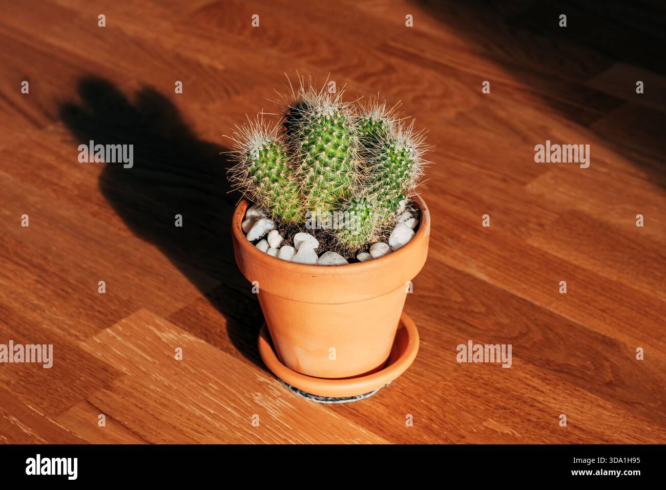 Un mignon cactus miniature dans un pot en terre cuite se trouve seul sur un plancher en bois chaud, projetant une longue ombre dramatique dans la dure lumière dorée du soleil. Sélectif Banque D'Images