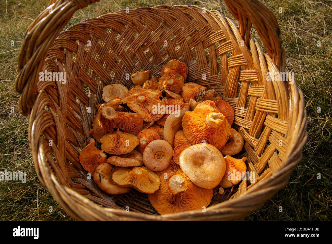 Champignons orange Lactarius deliciosus recueillis dans un panier en osier tissé à l'extérieur sur de l'herbe sèche. Banque D'Images