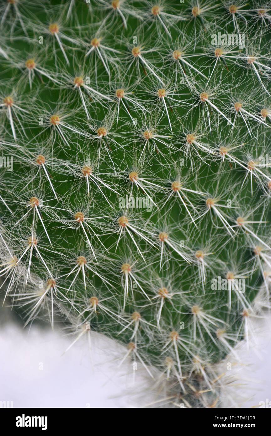 Cactus de poire rouge à épines blanches (Opuntia Streptacantha) cultivé dans la Maison alpine à RHS Garden Harlow Carr, Harrogate, Yorkshire, Angleterre, Royaume-Uni Banque D'Images