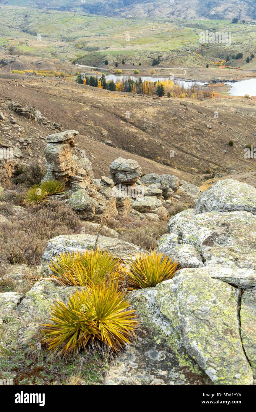 Herbe verte dorée (Aciphylla aurea) sur la zone de conservation de Flat Top Hill, barrage des bouchers, Central Otago, Île du Sud, Nouvelle-Zélande Banque D'Images