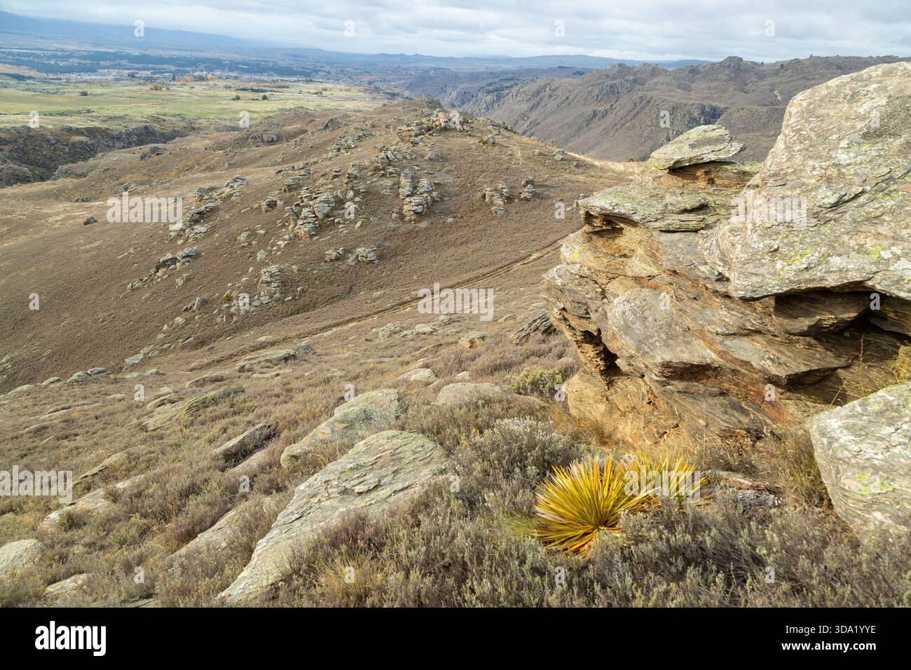 Herbe verte dorée (Aciphylla aurea) sur la zone de conservation de Flat Top Hill, barrage des bouchers, Central Otago, Île du Sud, Nouvelle-Zélande Banque D'Images
