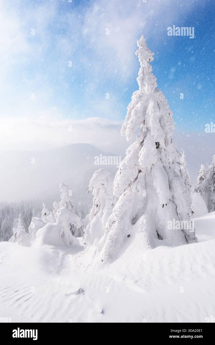 Grands arbres d'hiver couverts de neige sous ciel dégagé. Paysage de montagne enneigé avec une nature gelée immaculée Banque D'Images