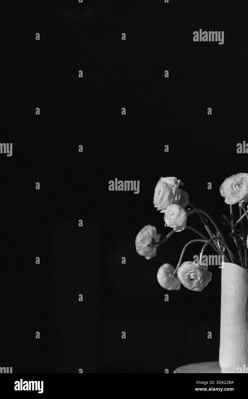 Fleurs de ranoncule blanches avec fond noir en haut et espace de copie gauche Banque D'Images