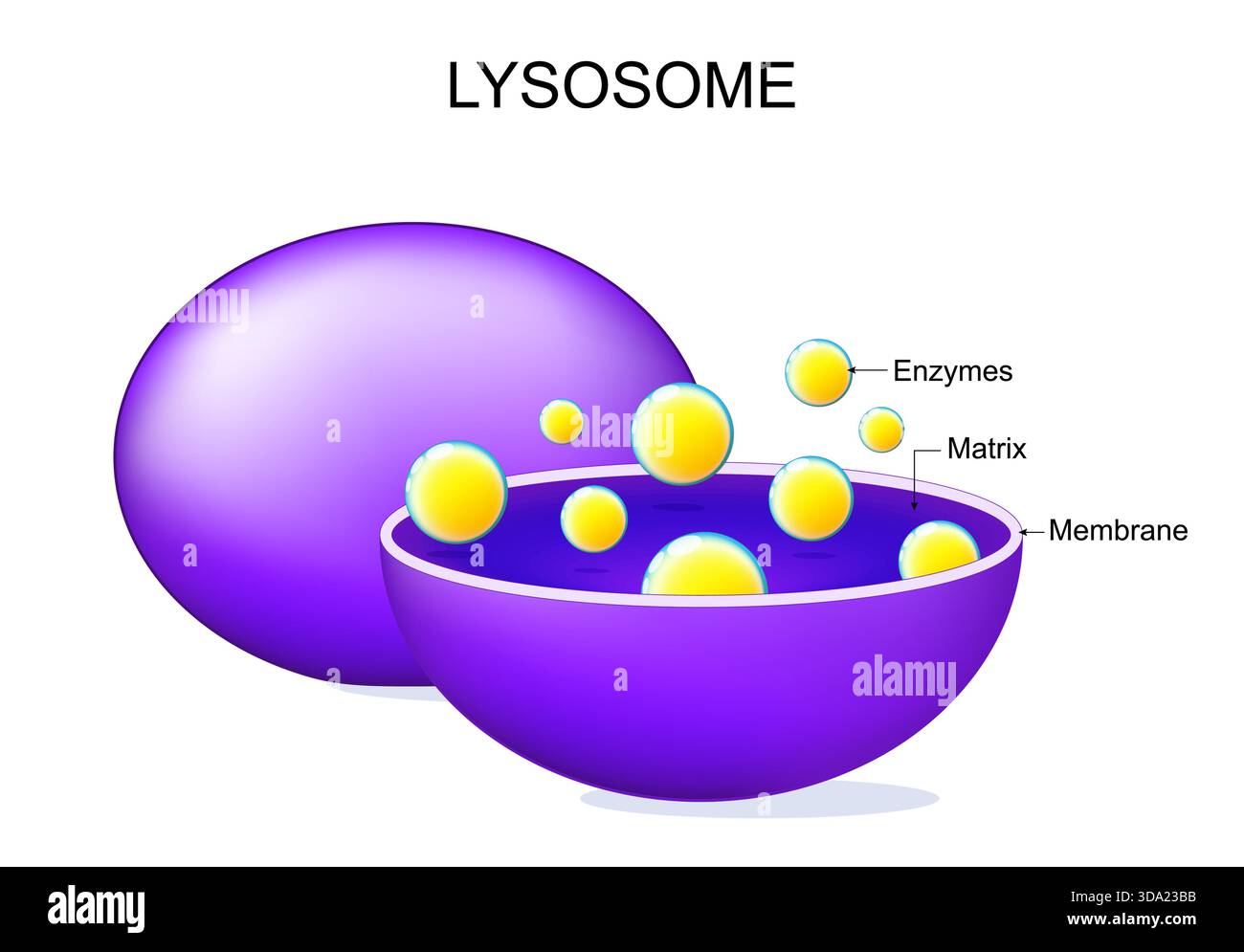 Anatomie des lysosomes. Composants et structure de l'organite de cellules animales. Le lysosome est le système d'élimination des déchets et le centre de recyclage dans la cellule. Clea cellulaire Illustration de Vecteur