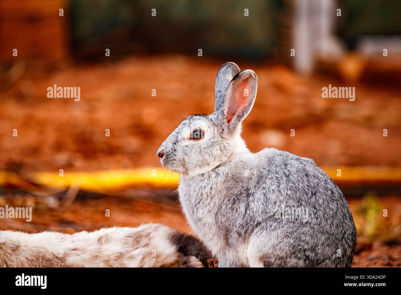 Lapin argenté reposant sur le sol Banque D'Images
