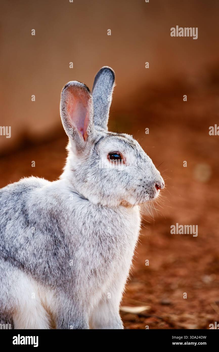 Lapin argenté regardant à droite dans Carrizosa Banque D'Images